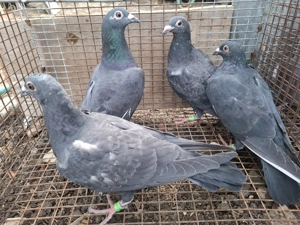 Vand voiajori sau schimb - imagine 3 Vand voiajori sau schimb - imagine 3