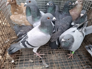 Vand voiajori sau schimb - imagine 2 Vand voiajori sau schimb - imagine 2