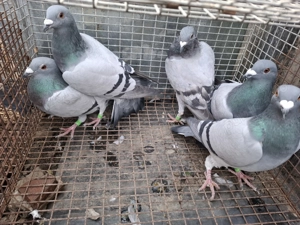 Vand voiajori sau schimb - imagine 4 Vand voiajori sau schimb - imagine 4