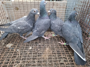 Vand voiajori sau schimb - imagine 5 Vand voiajori sau schimb - imagine 5