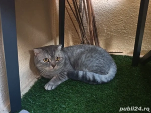 scottish gri tigrat - imagine 2