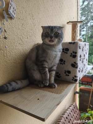 scottish gri tigrat - imagine 3