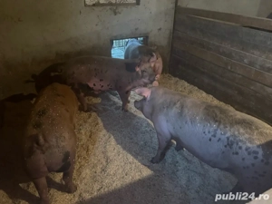 porci 130-150kg - imagine 4
