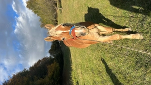 Manz tânăr si cuminte  - imagine 2