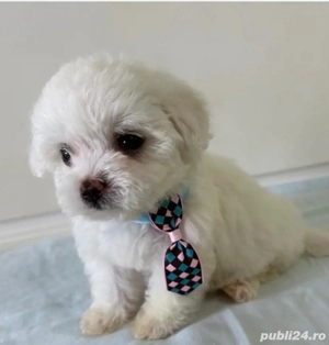 Vand bishon miny toy baietel 6 saptamani