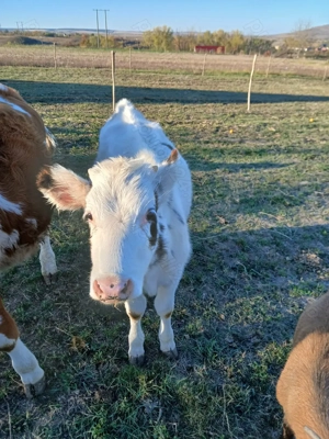 Vând vițea de 7 luni.