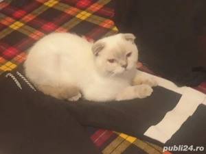 Pisică Scottish Fold Blue Point - imagine 3