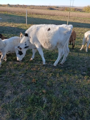 Vând vițea de 7 luni. - imagine 3