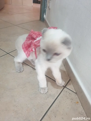 Pisică Scottish Fold Blue Point - imagine 2