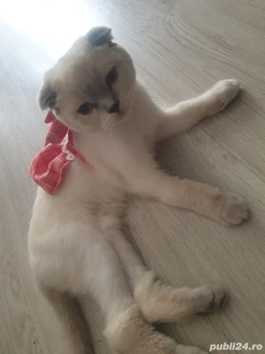 Pisică Scottish Fold Blue Point