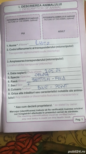 Pisică Scottish Fold Blue Point - imagine 4