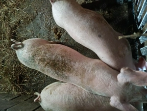 Purcei castrați și vaccinați  - imagine 3 Purcei castrați și vaccinați  - imagine 3