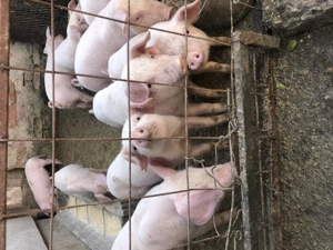 Purcei de vanzare - imagine 5 Purcei de vanzare - imagine 5