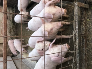 Purcei de vanzare - imagine 4 Purcei de vanzare - imagine 4