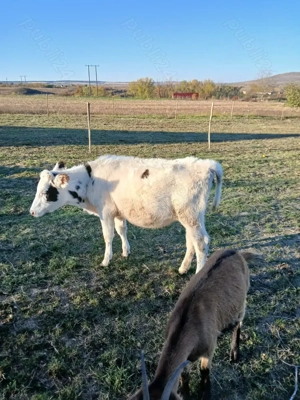 Vând vițea de 7 luni. - imagine 2