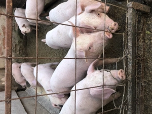 Purcei de vanzare - imagine 2 Purcei de vanzare - imagine 2