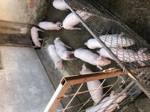 Purcei de vanzare - imagine 3 Purcei de vanzare - imagine 3