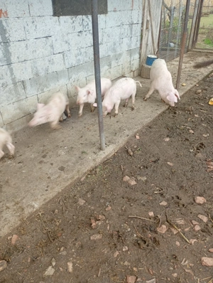Purcei castrați și vaccinați  - imagine 5 Purcei castrați și vaccinați  - imagine 5