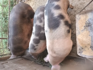 Porci pietrean de carne! - imagine 2