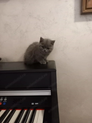 Pisicuțe British Short Hair - imagine 2