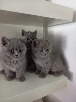 Pisicuțe British Short Hair - imagine 3