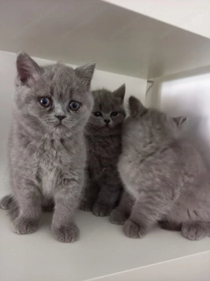 Pisicuțe British Short Hair