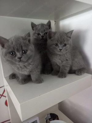 Pisicuțe British Short Hair - imagine 4