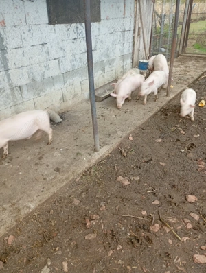 Purcei castrați și vaccinați  - imagine 2 Purcei castrați și vaccinați  - imagine 2