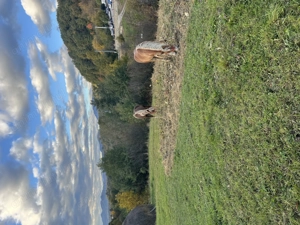 Manz tânăr si cuminte  - imagine 3