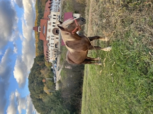 Manz tânăr si cuminte  - imagine 4