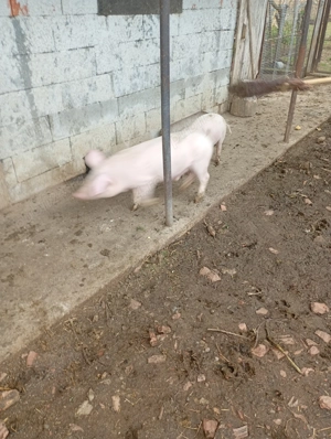 Purcei castrați și vaccinați  - imagine 4 Purcei castrați și vaccinați  - imagine 4