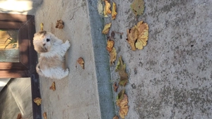 vand bichon havanez - imagine 3