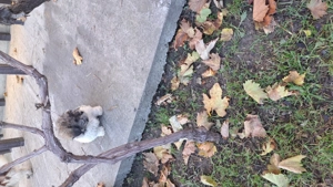 vand bichon havanez - imagine 4