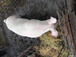 porci de vânzare 