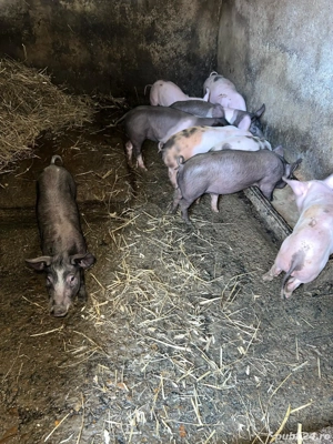 purcei de vanzare  - imagine 4