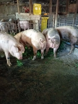 Porci de carne pietran cu duroc 