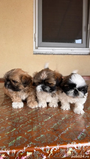 Catei shih tzu
