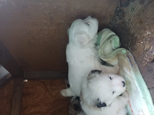 puiuti de vânzare  - imagine 2 puiuti de vânzare  - imagine 2