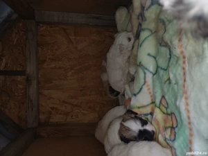 puiuti de vânzare  - imagine 4 puiuti de vânzare  - imagine 4