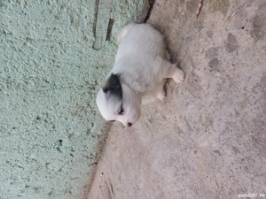 puiuti de vânzare  - imagine 3 puiuti de vânzare  - imagine 3