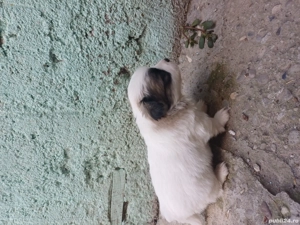 puiuti de vânzare  - imagine 5 puiuti de vânzare  - imagine 5