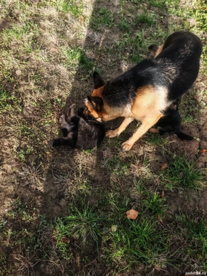  Ciobănesc German - Rasă Pură, Standard German, Linie de top - imagine 4