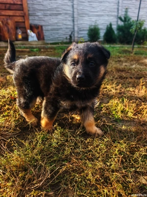  Ciobănesc German - Rasă Pură, Standard German, Linie de top - imagine 3