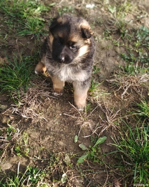 Ciobănesc German - Rasă Pură, Standard German, Linie de top