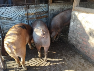 Porci pt sacrificat,   - imagine 2 Porci pt sacrificat,   - imagine 2