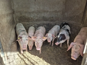 Vand  porci 50-60 kg  - imagine 2