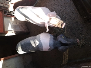 de vanzare - imagine 2