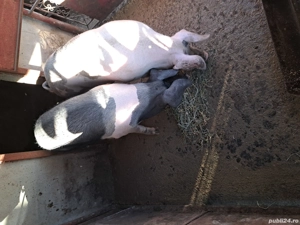 de vanzare - imagine 3