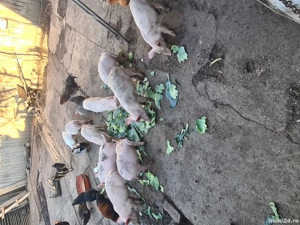 De vanzare. - imagine 5