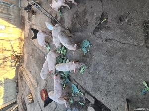 De vanzare. - imagine 4